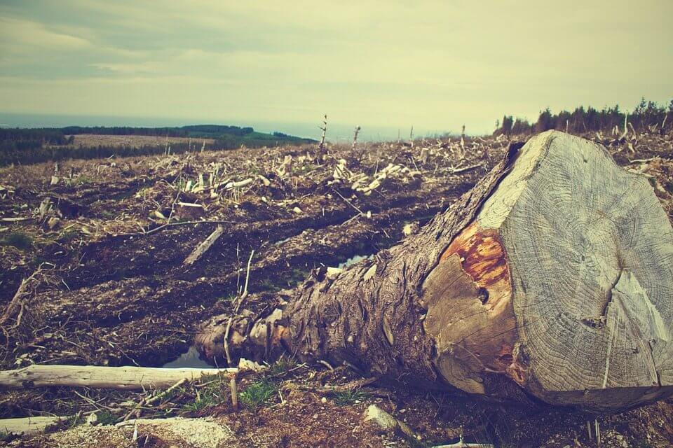 Land cleared for construction